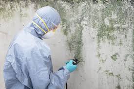 Why You Should Choose Our Mold Remediation Services in Oconto, WI